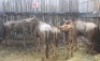 5 X BLOUWILDEBEES M:2 V/F:3 MBWB1 (PER STUK OM LOT TE NEEM)