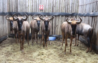 6 X BLOUWILDEBEES M:2 V/F:4 MBWB1 (PER STUK OM LOT TE NEEM)