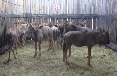 10 X BLOUWILDEBEES KALLERS GEMENG MBWB1 (PER STUK OM LOT TE NEEM)