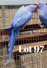 0-1 '19 Ringneck: Violet Blue Opaline - Gerhard Minnie