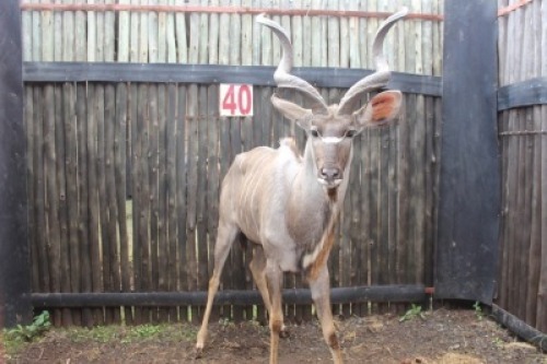 1 X KOEDOE M:1 R:45?" L:44?" T-T:28&frac12;" KROMELLENBOOG