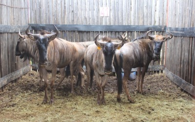 5 X BLOUWILDEBEES V/F:5 MBWB1 (PER STUK OM LOT TE NEEM)