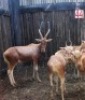 1 X KOPER BLESBOK M:1 16&frac12;" BLOU TAPE MBWB6