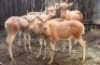 5 X KOPER BLESBOK LAMMERS 4X KOPER 1X SPLIT MBWB6 (PER STUK OM LOT TE NEEM)