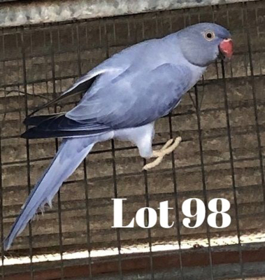 0-1 '20 Ringneck: Violet Blue Opaline/cleartail - Gerhard Minnie