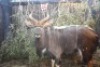1 X NYALA M:1 27" MBWB 4