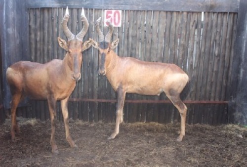 2 X ROOIHARTBEES M:2 MBWB2 (PER STUK OM LOT TE NEEM)