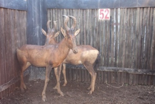 2 X ROOIHARTBEES M:2 V/F: MBWB2 (PER STUK OM LOT TE NEEM)