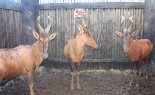 3 X ROOIHARTBEES M:3 MBWB2 (PER STUK OM LOT TE NEEM)
