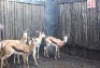 4 X SPRINGBOK M:4 TUSSEN 12"-13" MBWB9 (PER STUK OM LOT TE NEEM)