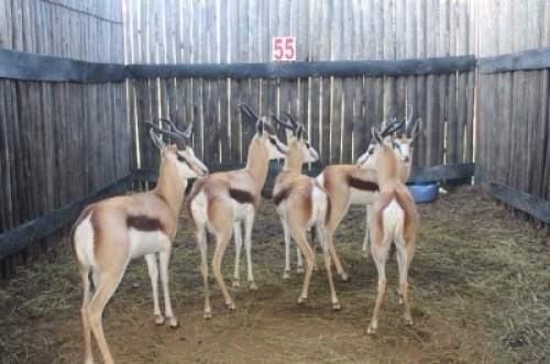 2 X SPRINGBOK M:2 TUSSEN 12"-13" MBWB9 (PER STUK OM LOT TE NEEM)