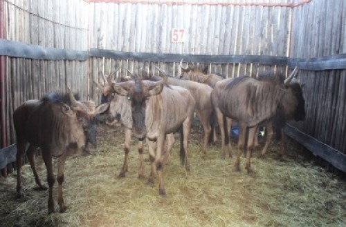 8 X BLOUWILDEBEES V/F:4 MBWB1 (PER STUK OM LOT TE NEEM)