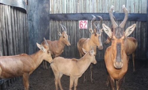 6 X ROOIHARTBEES V/F:3 3X KALLERS MBWB2 (PER STUK OM LOT TE NEEM)