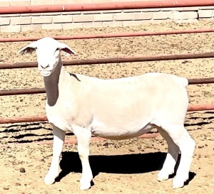 2X WHITE DORPER OOI/EWE KOWIE DE WITT WIT DORPERS (Pay per animal)