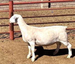 1X WHITE DORPER T5 OOI/EWE KOWIE DE WITT WIT DORPERS