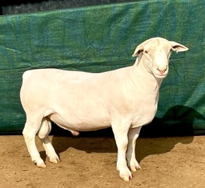 1X WHITE DORPER T4 RAM KOWIE DE WITT WIT DORPERS