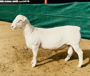 1X WHITE DORPER T4 RAM KOWIE DE WITT WIT DORPERS