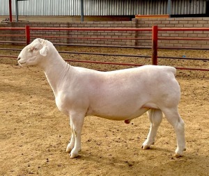 1X WHITE DORPER T5 RAM KOWIE DE WITT WIT DORPERS