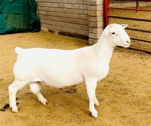 1X WHITE DORPER T4 RAM KOWIE DE WITT WIT DORPERS