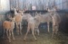 7 X KOEDOE M:2 V/F:5 MBWB3 (PER STUK OM LOT TE NEEM)
