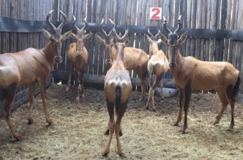 6 X ROOIHARTBEES V/F:6 MBWB10 (PER STUK OM LOT TE NEEM)