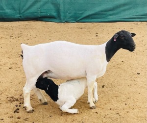 1+1X DORPER T5 OOI/EWE KOWIE DE WITT DORPERS