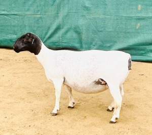 1+1X DORPER T5 OOI/EWE KOWIE DE WITT DORPERS