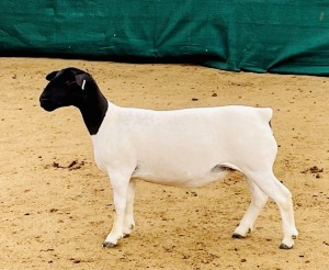 1X DORPER T5 OOI/EWE KOWIE DE WITT DORPERS