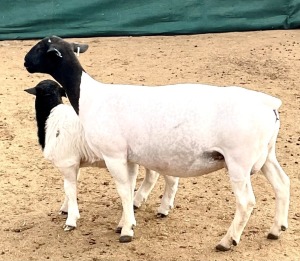 1+1X DORPER T4 OOI/EWE KOWIE DE WITT DORPERS