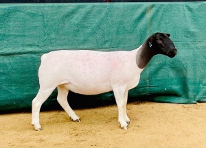 1X DORPER T5 OOI/EWE KOWIE DE WITT DORPERS