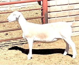 3X WHITE DORPER T4 OOI/EWE KOWIE DE WITT WIT DORPERS (Pay per animal)