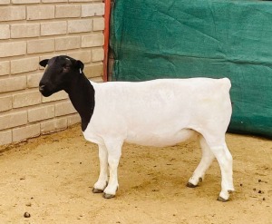 1X DORPER T5 OOI/EWE KOWIE DE WITT DORPERS