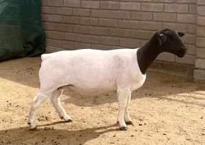 1X DORPER T5 OOI/EWE KOWIE DE WITT DORPERS