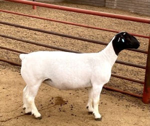 1X DORPER T5 OOI/EWE KOWIE DE WITT DORPERS