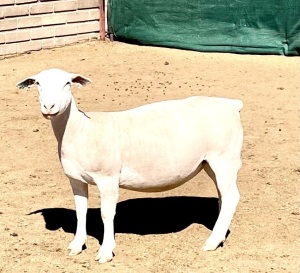 2X WHITE DORPER T4 OOI/EWE KOWIE DE WITT WIT DORPERS (Pay per animal)