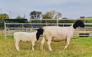 1+1X DORPER T4 OOI/EWE SCHALK BURGER BOERDERY