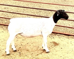 1X DORPER T5 OOI/EWE KOWIE DE WITT DORPERS