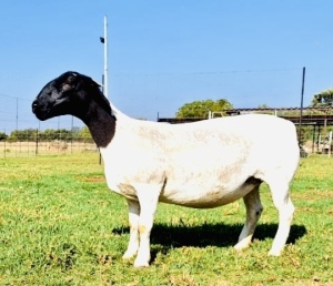 1X DORPER T4 OOI/EWE SCHALK BURGER BOERDERY