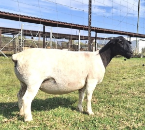 2X DORPER T4 OOI/EWE SCHALK BURGER BOERDERY (Pay per animal)