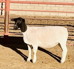 2X DORPER T5 OOI/EWE KOWIE DE WITT DORPERS (Pay per animal)