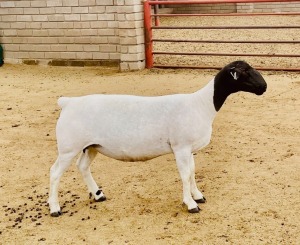 1X DORPER T5 OOI/EWE KOWIE DE WITT DORPERS