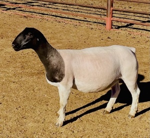 2X DORPER T4 OOI/EWE KOWIE DE WITT DORPERS (Pay per animal)