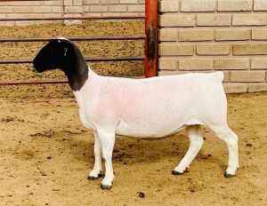 3X DORPER T4, T3, T4 OOI/EWE KOWIE DE WITT DORPERS (Pay per animal)