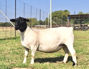 2X DORPER T3 OOI/EWE SCHALK BURGER BOERDERY (Pay per animal)