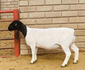 1X DORPER T4 OOI/EWE KOWIE DE WITT DORPERS (Pay per animal)