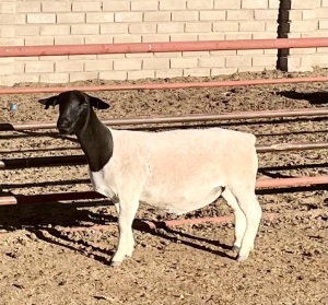 3X DORPER T4 OOI/EWE KOWIE DE WITT DORPERS (Pay per animal)