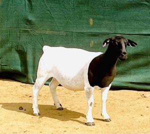 3X DORPER T3 OOI/EWE KOWIE DE WITT DORPERS (Pay per animal)