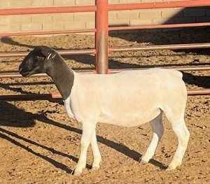 1X DORPER T3 OOI/EWE KOWIE DE WITT DORPERS