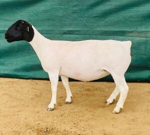 2X DORPER T4 OOI/EWE KOWIE DE WITT DORPERS (Pay per animal)