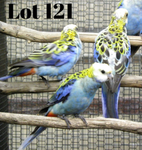 1-1 '20 Pale-headed Rosella: Normal x Normal - Fanie Klopper